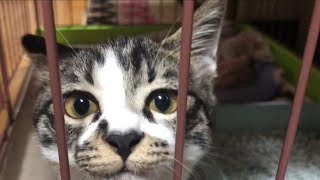子ねこのそらと先住ねこのムーンさん②　子ねこは先住ねこのしっぽが大好き