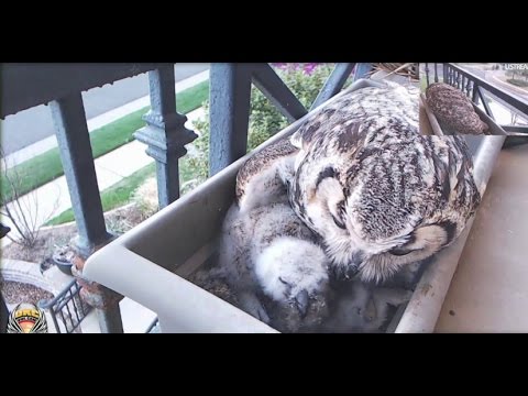 OKC Owl Cam ~ Secundo's Big Bite; Altera Feeds Both Owlets 3.23.17