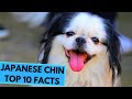 Japanese Chin - TOP 10 Interesting Facts