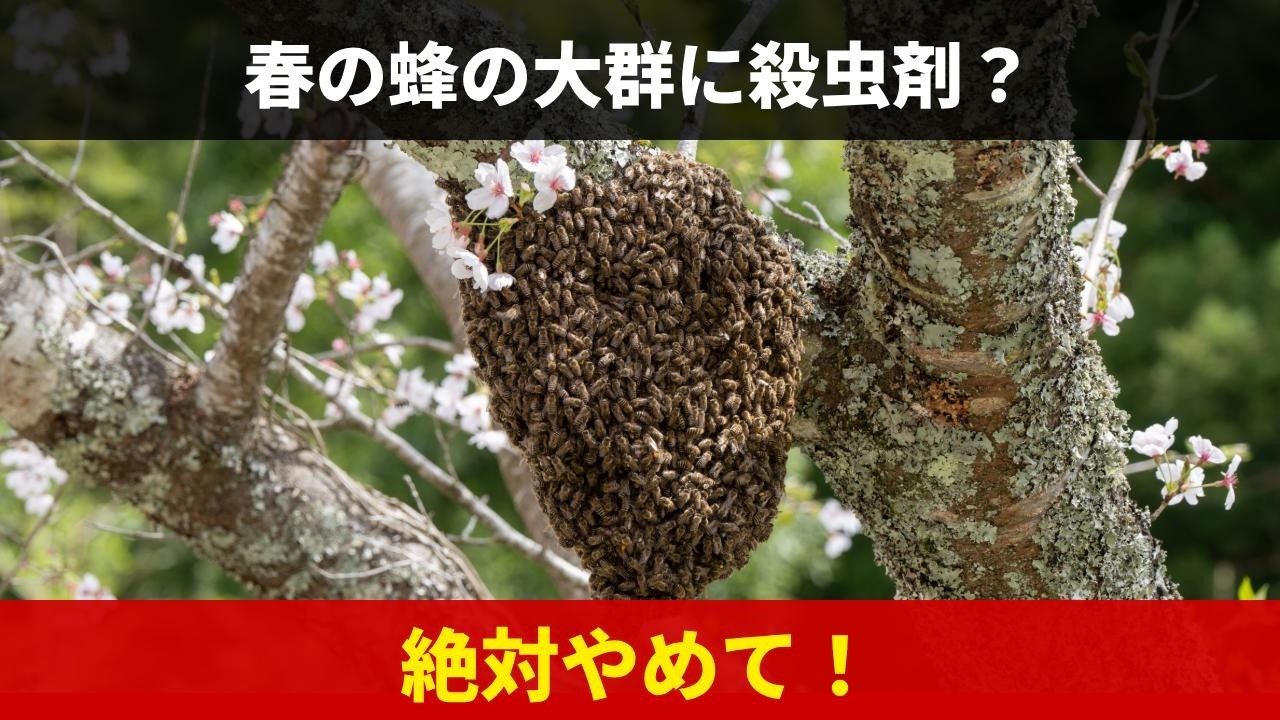 【絶対にやめて】春の蜂の大群に、殺虫剤をかけるとどうなる？