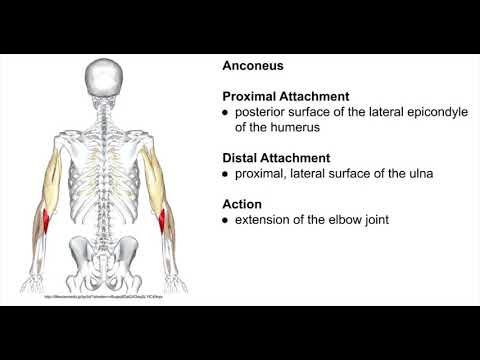 Muscles of the Elbow Complex