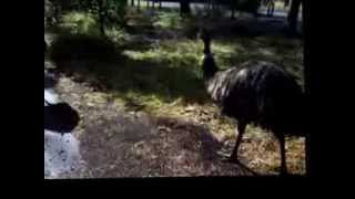 preview picture of video 'Walking with emus at Tower Hill'