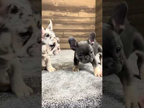 Video 4