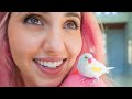 MY NEW BIRD