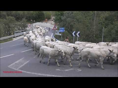 LA TRANSUMANZA SCENDE DAGLI ALPEGGI NEI PRESSI DI PRATO NEVOSO. (CN) DOM. 19 - 9 - 2021.