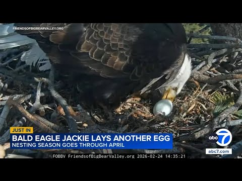 Big Bear bald eagles Jackie and Shadow lay another egg after nest was invaded