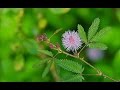 Mimosa plant(লজ্জাবতী গাছ) Lojjaboti Lota