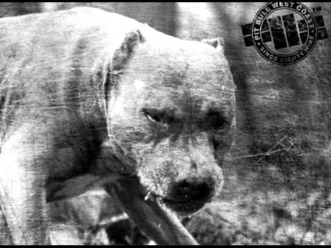 Bullet - квартално момче.wmv