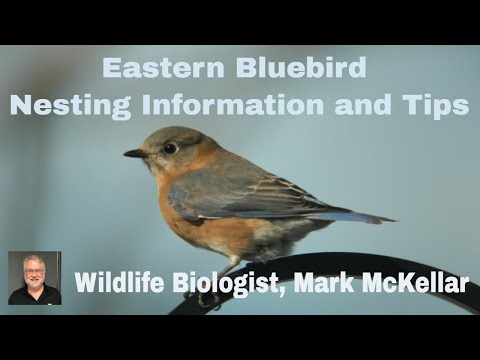 Eastern Bluebird Nesting Information and Tips