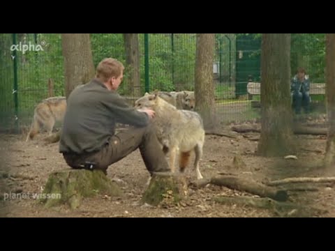 Ein Leben für den Wolf - Wolfcenter Dörverden [09.07.2013]