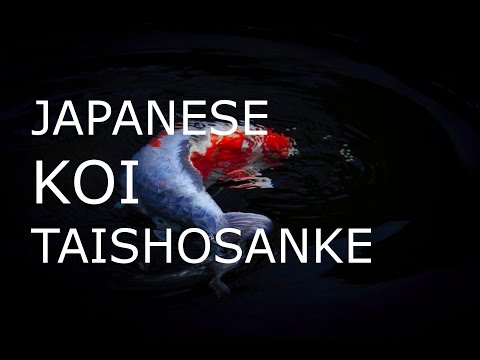 TAISHOSANKE KOI 錦鯉大正三色