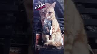 Download lagu #fyp gak yachhh ^^ mp3