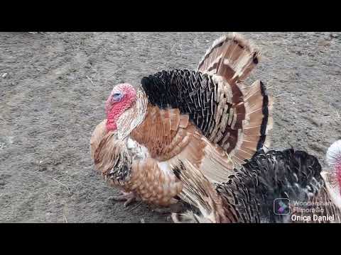 Curcanul maroniu cu șa neagră... (producție proprie, linie românească)