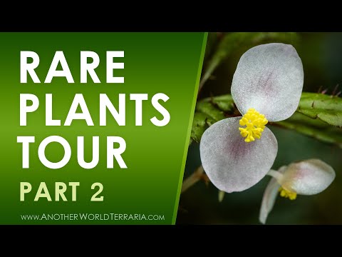 Rare Terrarium Plant Collection Tour - Part 2