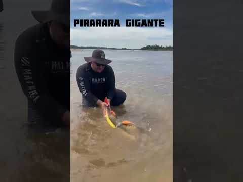pirarara Bruta indo pra vida no rio Araguaia em Goiás!!!🏆🎣🐟💪#aventura #pescaria