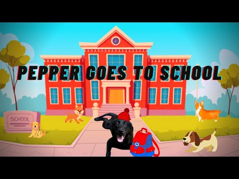 Sending my Bestfriend off to school for a month || Warning: Emotional content || Dog Training ||