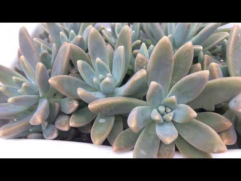 TENHA MUITOS GRAPTOSEDUM FRANCESCO BALDI