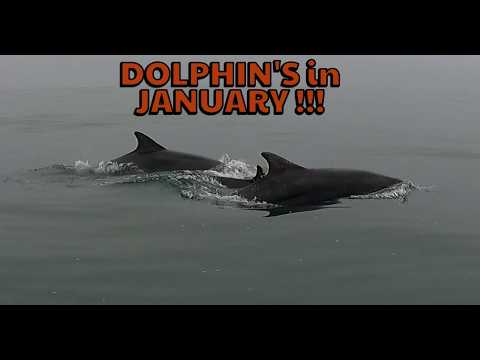 Dolphins spotted during an inflatable boat fishing trip at Beadnell in January