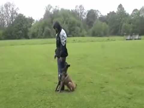 Exi z Huckelovy vily - obedience - 1 year