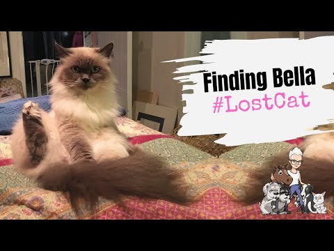 Episode 21: How to Find a Lost Cat - A Pet Detective's Guide to Finding Bella