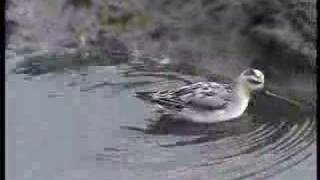 preview picture of video 'Grey (Red) Phalarope, Hook-with-Warsash, Hants, UK 1999'