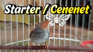 Download lagu How to overcome the STARTER/CENENET prenjak mp3