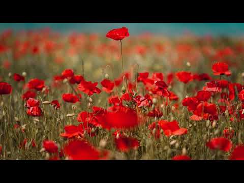 VERA ČUDINA - Neka bude ... (Let it be ...) (poezija, recitacija) (poetry, recitation) - lyrics