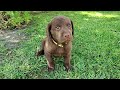 Labrador Retriever dogs for sale: Sadie - Video 1