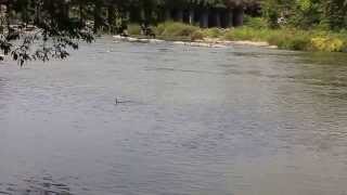 preview picture of video 'Shrirangapattana River View-2'