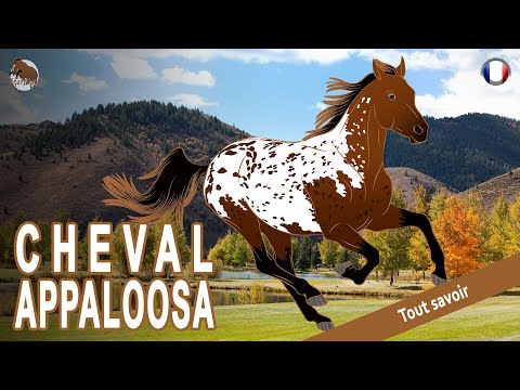 , title : 'CHEVAL APPALOOSA, les chevaux préférés de la tribu des Nez Percés, RACES DE CHEVAUX'