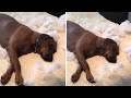 Dog Destroys Pillow Has Zero Regrets Shorts