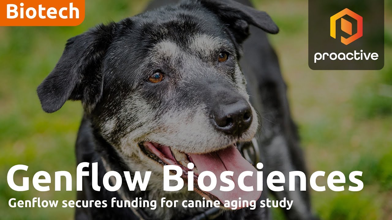 Genflow Biosciences CEO welcomes new investment; outlines dog longevity trial 