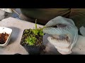 How to Feed Venish Fly Trap