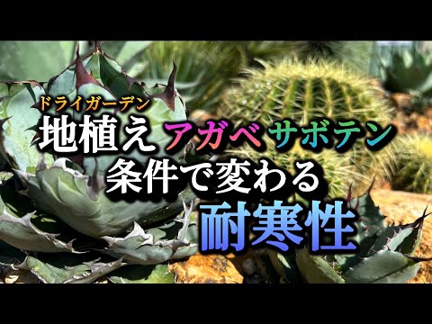 耐寒性屋外多肉植物 寒さに負けない5品種  庭園