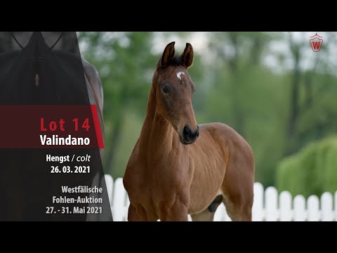 Westfälische Online Auktion-Fohlen Lot 14 Valindano Hengst v. Valverde  - Don Index