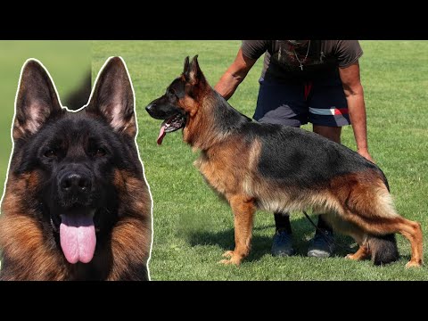 Ultravox von Alter - Individual round - BSZS Nürnberg 2024