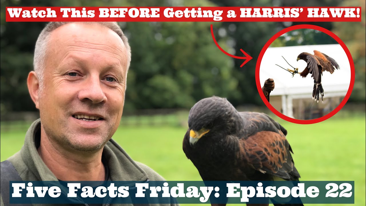 5 FACTS FRIDAY: Reasons Why You SHOULDN’T Get a Harris’ Hawk! Falconry Facts