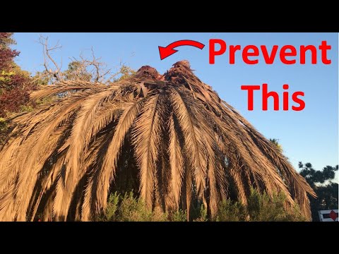 How to STOP the South American Palm Weevil