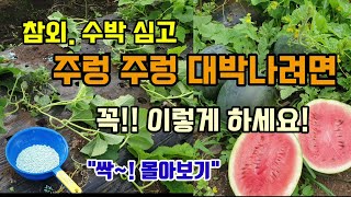 참외. 수박 심고 주렁주렁 대박나려면 꼭 이것 해줘야 크고 많이 달리고 페트병을 묻어주면 농사가편해져요 #참…