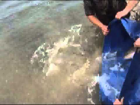 Popularea balţii cu peşte - 2