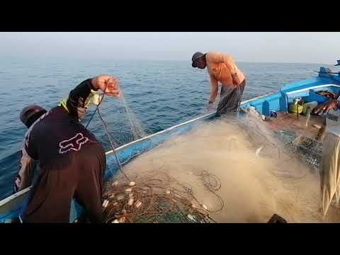 Sumber Rejeki Nelayan Lontar:Aktipitas Nelayan Panen Ikan