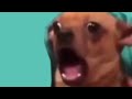Jump Around Doggo
