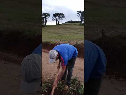 #Colheita de batata doce ...# viral #fypp #sitio #chacara#Brasil #Pitanga Paraná