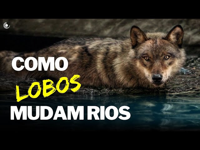 Videouttalande av lobos Portugisiska
