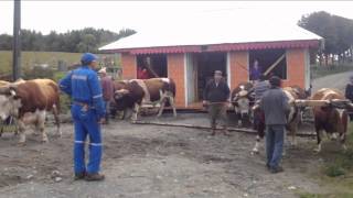 preview picture of video 'House Moving In Chile'