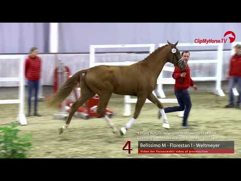 04 Junghengst v. BelissimoM - Florestan I