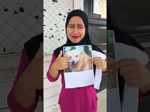 Bingung pilih kucing Atau Dogy !!!