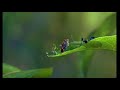 A Bug S Life Teaser Trailer 1998 Universal Version