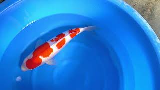 video van Yondan Kohaku KO-V23-1177