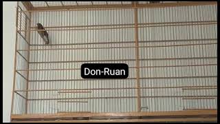 Don Ruan 